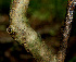  ( - BioBot00588)  @11 [ ] CreativeCommons - Attribution Non-Commercial Share-Alike (2010) Daniel H. Janzen Guanacaste Dry Forest Conservation Fund