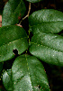  ( - BioBot00588)  @11 [ ] CreativeCommons - Attribution Non-Commercial Share-Alike (2010) Daniel H. Janzen Guanacaste Dry Forest Conservation Fund