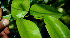  ( - BioBot00588)  @11 [ ] CreativeCommons - Attribution Non-Commercial Share-Alike (2010) Daniel H. Janzen Guanacaste Dry Forest Conservation Fund