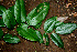  ( - BioBot00588)  @11 [ ] CreativeCommons - Attribution Non-Commercial Share-Alike (2010) Daniel H. Janzen Guanacaste Dry Forest Conservation Fund