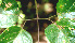 ( - BioBot00589)  @11 [ ] CreativeCommons - Attribution Non-Commercial Share-Alike (2010) Daniel H. Janzen Guanacaste Dry Forest Conservation Fund