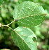  ( - BioBot00589)  @11 [ ] CreativeCommons - Attribution Non-Commercial Share-Alike (2010) Daniel H. Janzen Guanacaste Dry Forest Conservation Fund