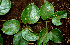  ( - BioBot00589)  @11 [ ] CreativeCommons - Attribution Non-Commercial Share-Alike (2010) Daniel H. Janzen Guanacaste Dry Forest Conservation Fund