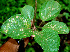  ( - BioBot00590)  @11 [ ] CreativeCommons - Attribution Non-Commercial Share-Alike (2010) Daniel H. Janzen Guanacaste Dry Forest Conservation Fund