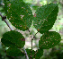  ( - BioBot00590)  @11 [ ] CreativeCommons - Attribution Non-Commercial Share-Alike (2010) Daniel H. Janzen Guanacaste Dry Forest Conservation Fund