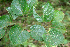  ( - BioBot00590)  @11 [ ] CreativeCommons - Attribution Non-Commercial Share-Alike (2010) Daniel H. Janzen Guanacaste Dry Forest Conservation Fund