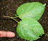  ( - BioBot00590)  @11 [ ] CreativeCommons - Attribution Non-Commercial Share-Alike (2010) Daniel H. Janzen Guanacaste Dry Forest Conservation Fund