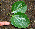  ( - BioBot00590)  @11 [ ] CreativeCommons - Attribution Non-Commercial Share-Alike (2010) Daniel H. Janzen Guanacaste Dry Forest Conservation Fund