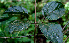  ( - BioBot00591)  @11 [ ] CreativeCommons - Attribution Non-Commercial Share-Alike (2010) Daniel H. Janzen Guanacaste Dry Forest Conservation Fund