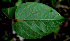  ( - BioBot00591)  @11 [ ] CreativeCommons - Attribution Non-Commercial Share-Alike (2010) Daniel H. Janzen Guanacaste Dry Forest Conservation Fund