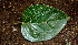  ( - BioBot00591)  @11 [ ] CreativeCommons - Attribution Non-Commercial Share-Alike (2010) Daniel H. Janzen Guanacaste Dry Forest Conservation Fund