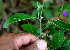  ( - BioBot00595)  @11 [ ] CreativeCommons - Attribution Non-Commercial Share-Alike (2010) Daniel H. Janzen Guanacaste Dry Forest Conservation Fund