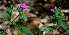  ( - BioBot00595)  @11 [ ] CreativeCommons - Attribution Non-Commercial Share-Alike (2010) Daniel H. Janzen Guanacaste Dry Forest Conservation Fund