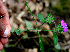  ( - BioBot00595)  @11 [ ] CreativeCommons - Attribution Non-Commercial Share-Alike (2010) Daniel H. Janzen Guanacaste Dry Forest Conservation Fund