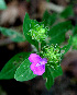  ( - BioBot00596)  @11 [ ] CreativeCommons - Attribution Non-Commercial Share-Alike (2010) Daniel H. Janzen Guanacaste Dry Forest Conservation Fund