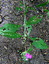 ( - BioBot00596)  @11 [ ] CreativeCommons - Attribution Non-Commercial Share-Alike (2010) Daniel H. Janzen Guanacaste Dry Forest Conservation Fund