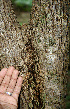  ( - BioBot00600)  @11 [ ] CreativeCommons - Attribution Non-Commercial Share-Alike (2010) Daniel H. Janzen Guanacaste Dry Forest Conservation Fund