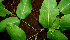  ( - BioBot00600)  @11 [ ] CreativeCommons - Attribution Non-Commercial Share-Alike (2010) Daniel H. Janzen Guanacaste Dry Forest Conservation Fund