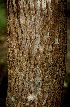  ( - BioBot00602)  @11 [ ] CreativeCommons - Attribution Non-Commercial Share-Alike (2010) Daniel H. Janzen Guanacaste Dry Forest Conservation Fund