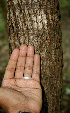  ( - BioBot00602)  @11 [ ] CreativeCommons - Attribution Non-Commercial Share-Alike (2010) Daniel H. Janzen Guanacaste Dry Forest Conservation Fund