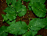  ( - BioBot00602)  @11 [ ] CreativeCommons - Attribution Non-Commercial Share-Alike (2010) Daniel H. Janzen Guanacaste Dry Forest Conservation Fund