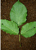  ( - BioBot00602)  @11 [ ] CreativeCommons - Attribution Non-Commercial Share-Alike (2010) Daniel H. Janzen Guanacaste Dry Forest Conservation Fund