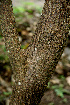  ( - BioBot00605)  @11 [ ] CreativeCommons - Attribution Non-Commercial Share-Alike (2010) Daniel H. Janzen Guanacaste Dry Forest Conservation Fund