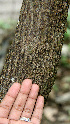  ( - BioBot00605)  @11 [ ] CreativeCommons - Attribution Non-Commercial Share-Alike (2010) Daniel H. Janzen Guanacaste Dry Forest Conservation Fund