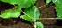  ( - BioBot00605)  @11 [ ] CreativeCommons - Attribution Non-Commercial Share-Alike (2010) Daniel H. Janzen Guanacaste Dry Forest Conservation Fund