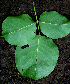  ( - BioBot00605)  @11 [ ] CreativeCommons - Attribution Non-Commercial Share-Alike (2010) Daniel H. Janzen Guanacaste Dry Forest Conservation Fund