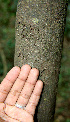  ( - BioBot00606)  @11 [ ] CreativeCommons - Attribution Non-Commercial Share-Alike (2010) Daniel H. Janzen Guanacaste Dry Forest Conservation Fund