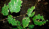  ( - BioBot00609)  @11 [ ] CreativeCommons - Attribution Non-Commercial Share-Alike (2010) Daniel H. Janzen Guanacaste Dry Forest Conservation Fund