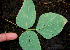  ( - BioBot00609)  @11 [ ] CreativeCommons - Attribution Non-Commercial Share-Alike (2010) Daniel H. Janzen Guanacaste Dry Forest Conservation Fund
