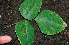  ( - BioBot00609)  @11 [ ] CreativeCommons - Attribution Non-Commercial Share-Alike (2010) Daniel H. Janzen Guanacaste Dry Forest Conservation Fund