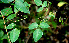  ( - BioBot00610)  @11 [ ] CreativeCommons - Attribution Non-Commercial Share-Alike (2010) Daniel H. Janzen Guanacaste Dry Forest Conservation Fund