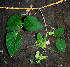  ( - BioBot00610)  @11 [ ] CreativeCommons - Attribution Non-Commercial Share-Alike (2010) Daniel H. Janzen Guanacaste Dry Forest Conservation Fund