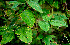  ( - BioBot00611)  @11 [ ] CreativeCommons - Attribution Non-Commercial Share-Alike (2010) Daniel H. Janzen Guanacaste Dry Forest Conservation Fund