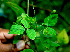  ( - BioBot00611)  @11 [ ] CreativeCommons - Attribution Non-Commercial Share-Alike (2010) Daniel H. Janzen Guanacaste Dry Forest Conservation Fund