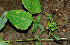 ( - BioBot00611)  @11 [ ] CreativeCommons - Attribution Non-Commercial Share-Alike (2010) Daniel H. Janzen Guanacaste Dry Forest Conservation Fund
