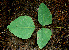  ( - BioBot00611)  @11 [ ] CreativeCommons - Attribution Non-Commercial Share-Alike (2010) Daniel H. Janzen Guanacaste Dry Forest Conservation Fund