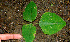  ( - BioBot00611)  @11 [ ] CreativeCommons - Attribution Non-Commercial Share-Alike (2010) Daniel H. Janzen Guanacaste Dry Forest Conservation Fund