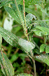  (Isocarpha - BioBot00613)  @11 [ ] CreativeCommons - Attribution Non-Commercial Share-Alike (2010) Daniel H. Janzen Guanacaste Dry Forest Conservation Fund