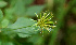  ( - BioBot00617)  @11 [ ] CreativeCommons - Attribution Non-Commercial Share-Alike (2010) Daniel H. Janzen Guanacaste Dry Forest Conservation Fund