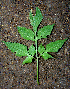  ( - BioBot00618)  @11 [ ] CreativeCommons - Attribution Non-Commercial Share-Alike (2010) Daniel H. Janzen Guanacaste Dry Forest Conservation Fund