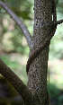  ( - BioBot00628)  @11 [ ] CreativeCommons - Attribution Non-Commercial Share-Alike (2010) Daniel H. Janzen Guanacaste Dry Forest Conservation Fund