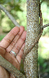  ( - BioBot00628)  @11 [ ] CreativeCommons - Attribution Non-Commercial Share-Alike (2010) Daniel H. Janzen Guanacaste Dry Forest Conservation Fund