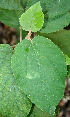  ( - BioBot00628)  @11 [ ] CreativeCommons - Attribution Non-Commercial Share-Alike (2010) Daniel H. Janzen Guanacaste Dry Forest Conservation Fund