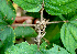  ( - BioBot00628)  @11 [ ] CreativeCommons - Attribution Non-Commercial Share-Alike (2010) Daniel H. Janzen Guanacaste Dry Forest Conservation Fund