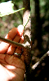  ( - BioBot00629)  @11 [ ] CreativeCommons - Attribution Non-Commercial Share-Alike (2010) Daniel H. Janzen Guanacaste Dry Forest Conservation Fund