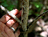  ( - BioBot00630)  @11 [ ] CreativeCommons - Attribution Non-Commercial Share-Alike (2010) Daniel H. Janzen Guanacaste Dry Forest Conservation Fund